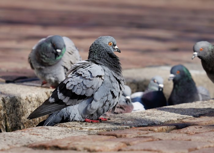Répulsif pour oiseaux - Bande réfléchissante pour oiseaux - Répulsif pour  pigeons 