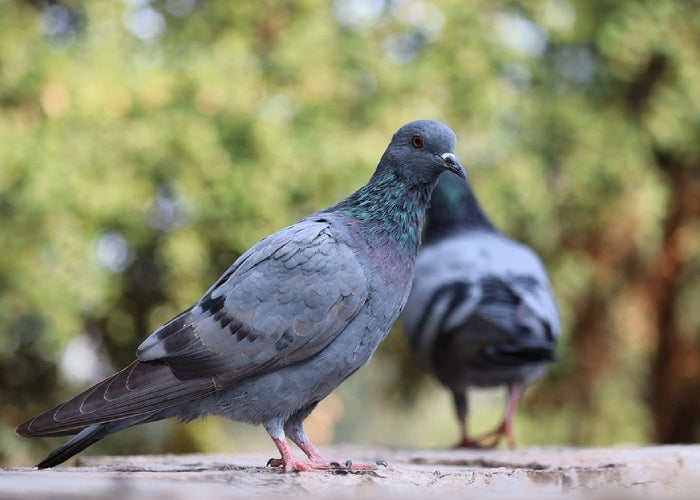 Comment éloigner les pigeons ? - Gamm vert