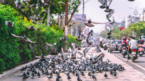 7 façons originales d'effrayer les pigeons