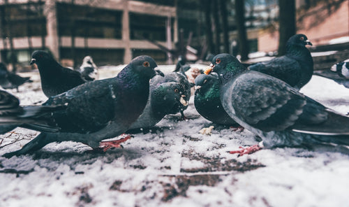 Pigeons sur tuiles
