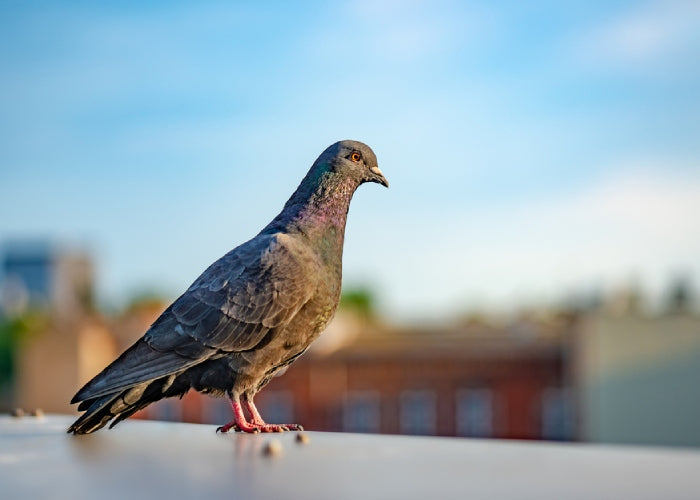 Nettoyage de fientes et pose d'un filet anti-pigeons sur balcon d