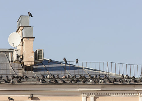 Pigeons sur un toit comment les éloigner