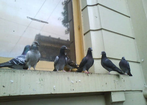 Faire fuir les oiseaux de mon balcon