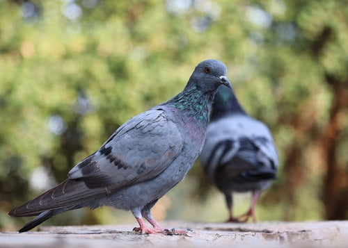 Guide achat effaroucheurs pigeons