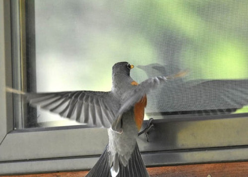 Oiseaux qui rentre dans une fenêtre