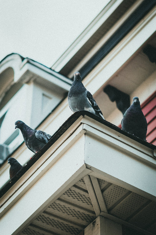 Pigeons dans la ville
