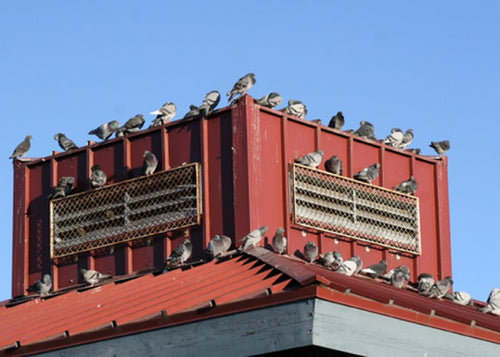 Pigeons sur toit rouge
